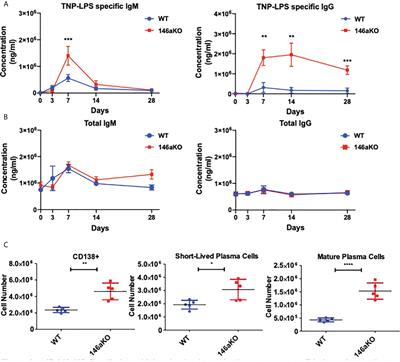 Regulation of T-independent B-cell responses by microRNA-146a